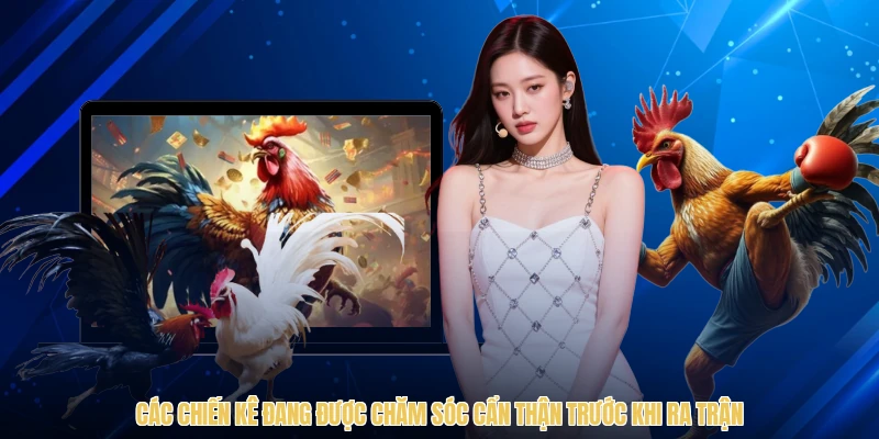 Các chiến kê đang được chăm sóc cẩn thận trước khi ra trận