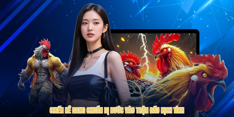 Chiến kê đang chuẩn bị bước vào trận đấu kịch tính