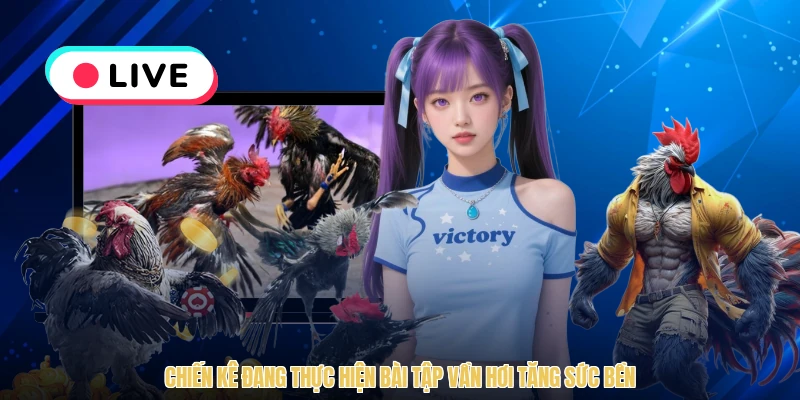 Chiến kê đang thực hiện bài tập vần hơi tăng sức bền