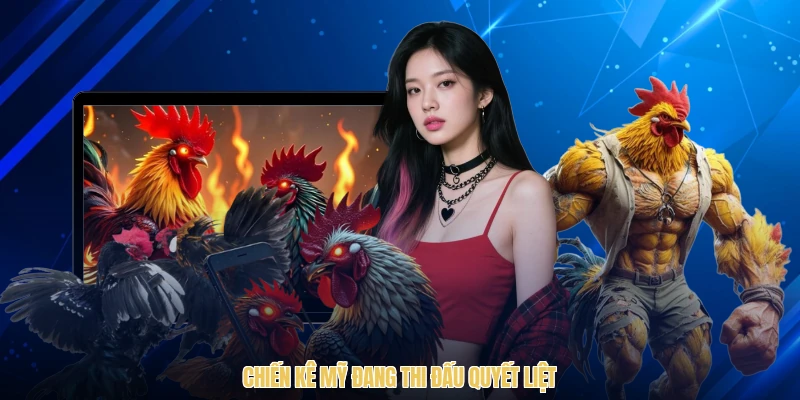 chiến kê Mỹ đang thi đấu quyết liệt