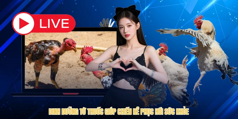 Dinh dưỡng từ thuốc giúp chiến kê phục hồi sức khỏe