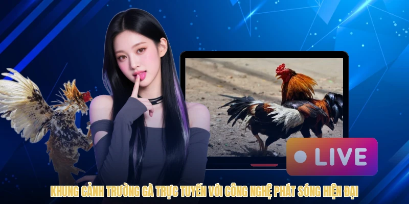 Khung cảnh trường gà trực tuyến với công nghệ phát sóng hiện đại