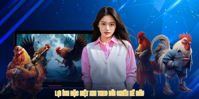 Lợi ích đặc biệt khi theo dõi chiến kê đấu