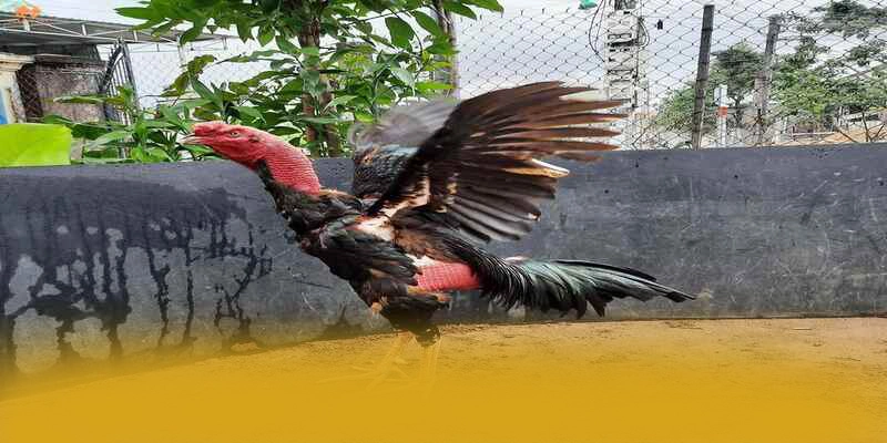 Kha nang truy cap tren dien thoai di dong cung 8XBET